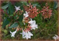 Fleurs d’abélia dans la haie