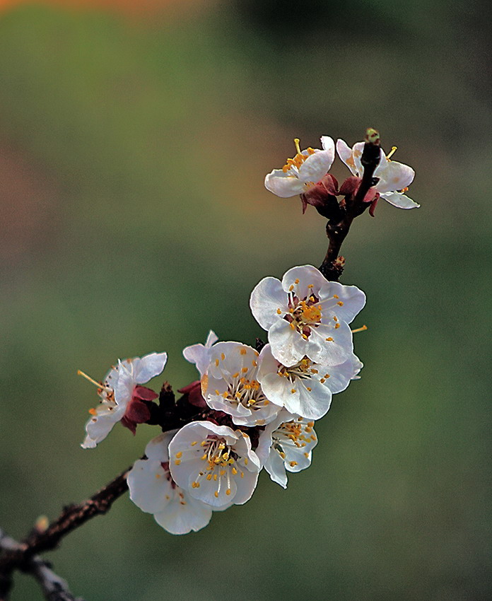 Fleurs d'abricotier