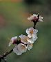 Fleurs d'abricotier de dominati simone