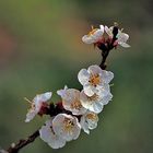 Fleurs d'abricotier