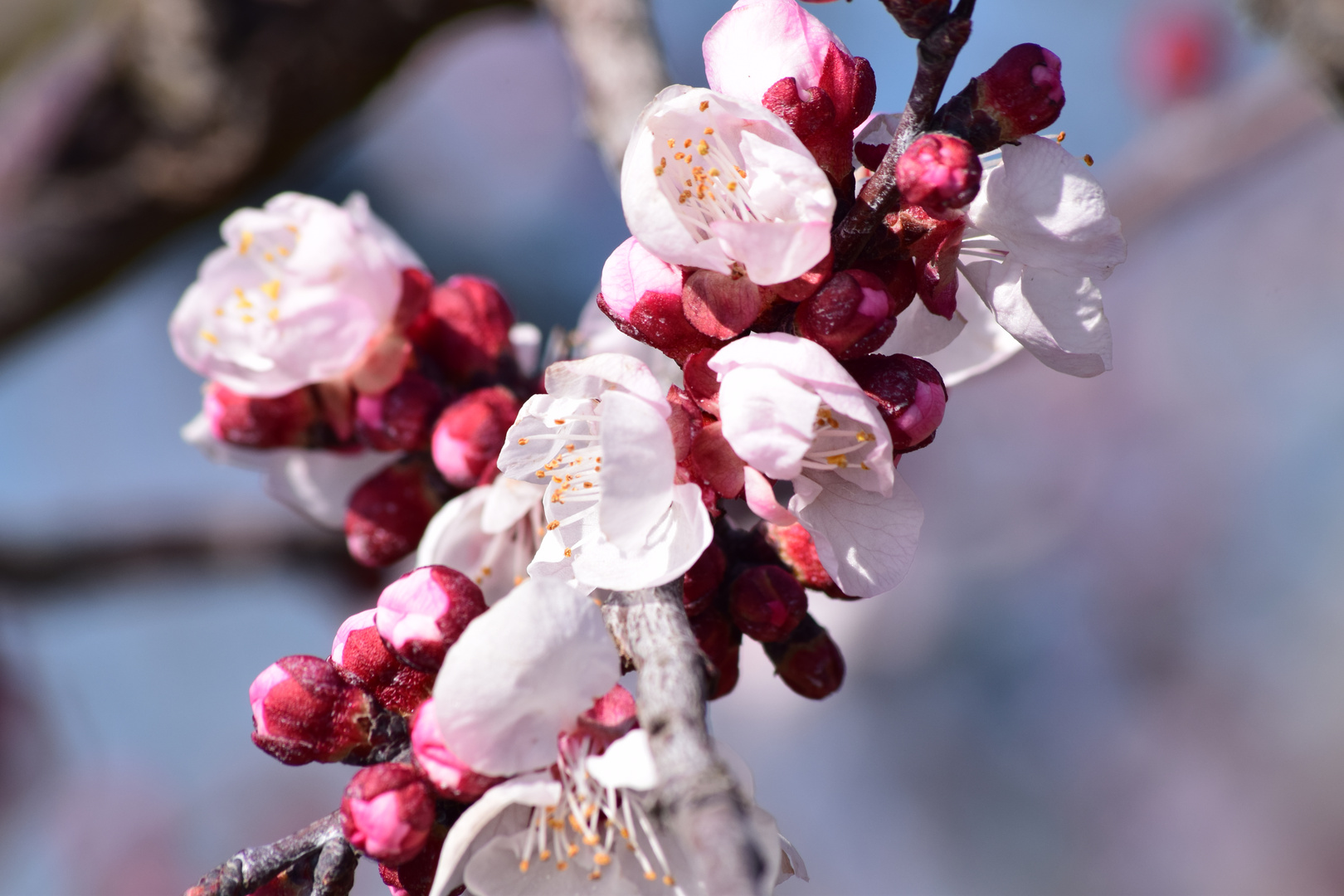 Fleurs d'abricotier