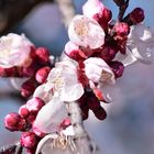 Fleurs d'abricotier