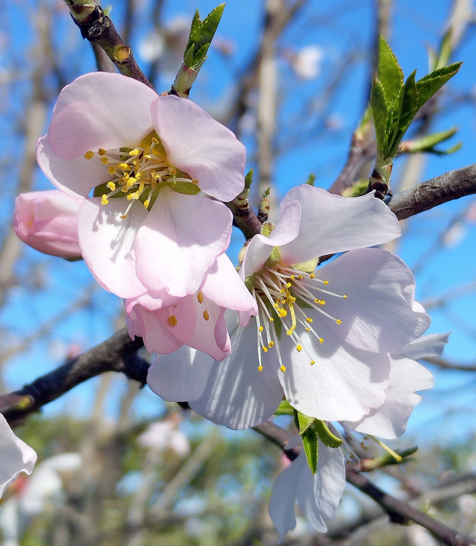 Fleurs d'abricotier !