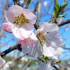 Fleurs d'abricotier !