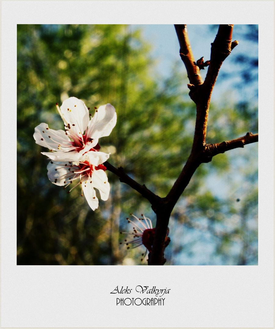 Fleurs d'abricotier