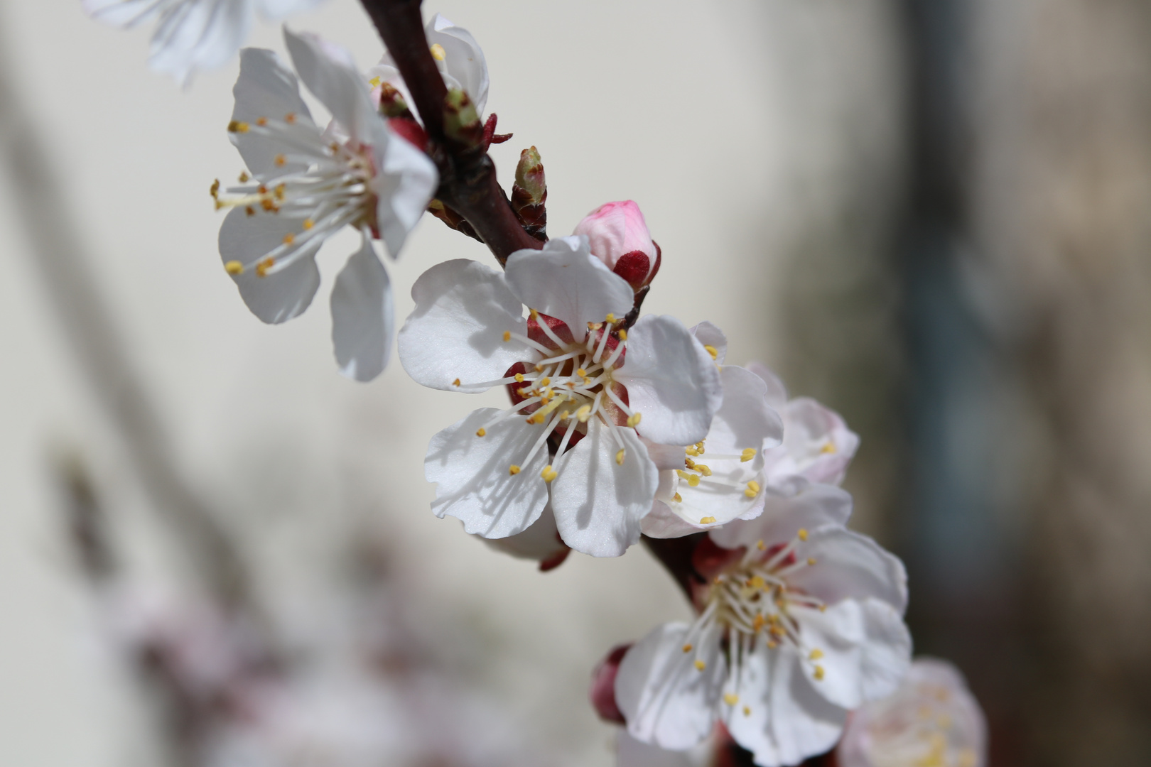 Fleurs d'abricotier