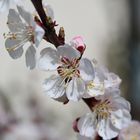 Fleurs d'abricotier