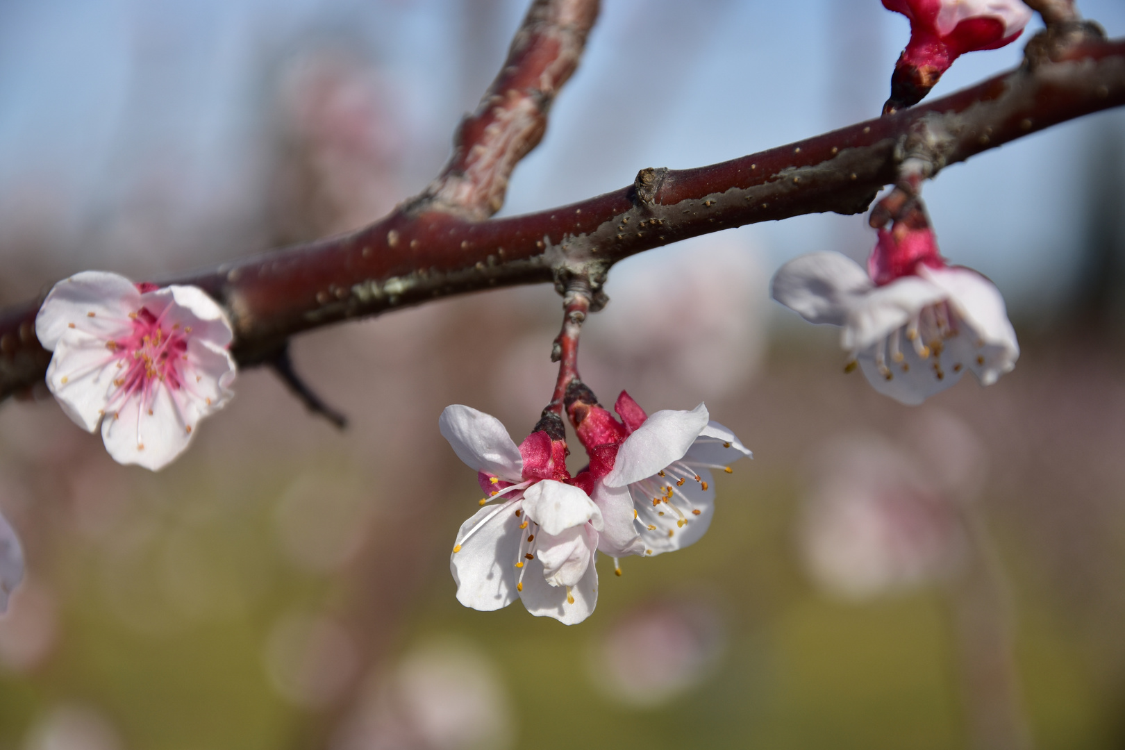 Fleurs d'abricotiers 