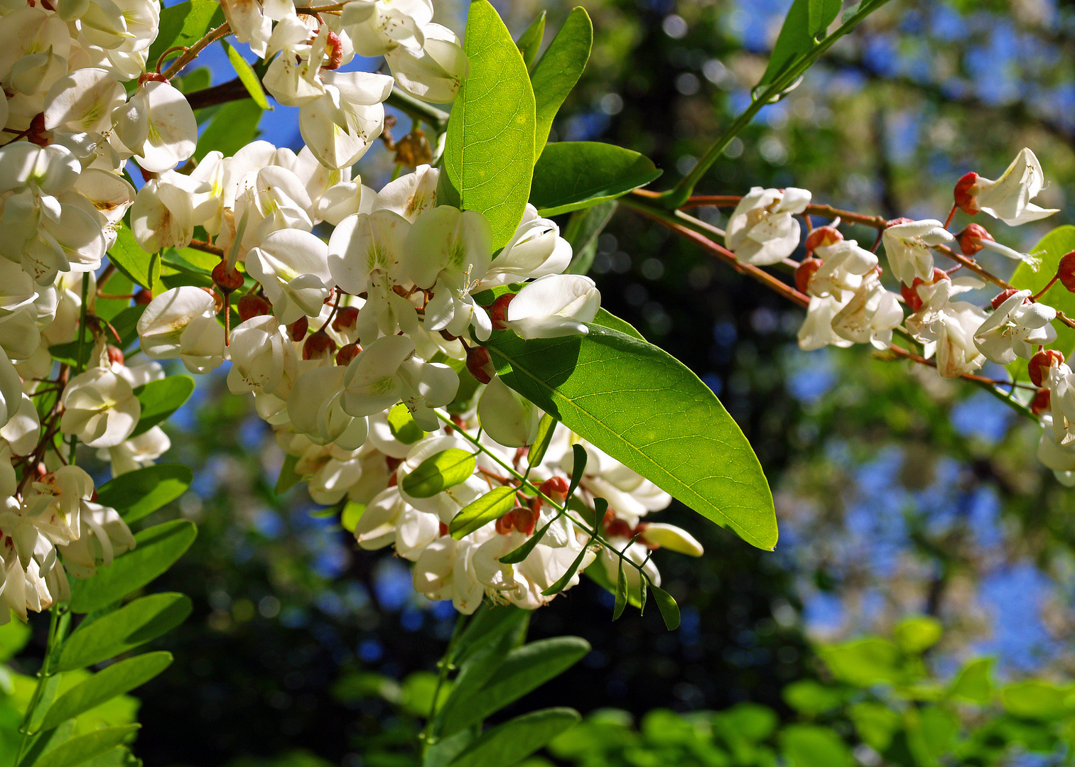 Fleurs d‘acacia