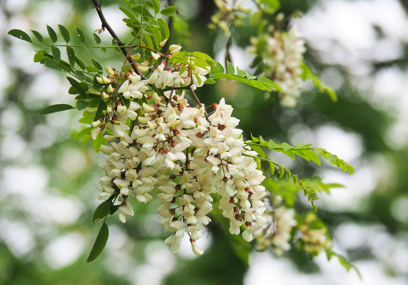 Fleurs d’acacia