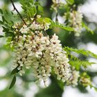 Fleurs d’acacia