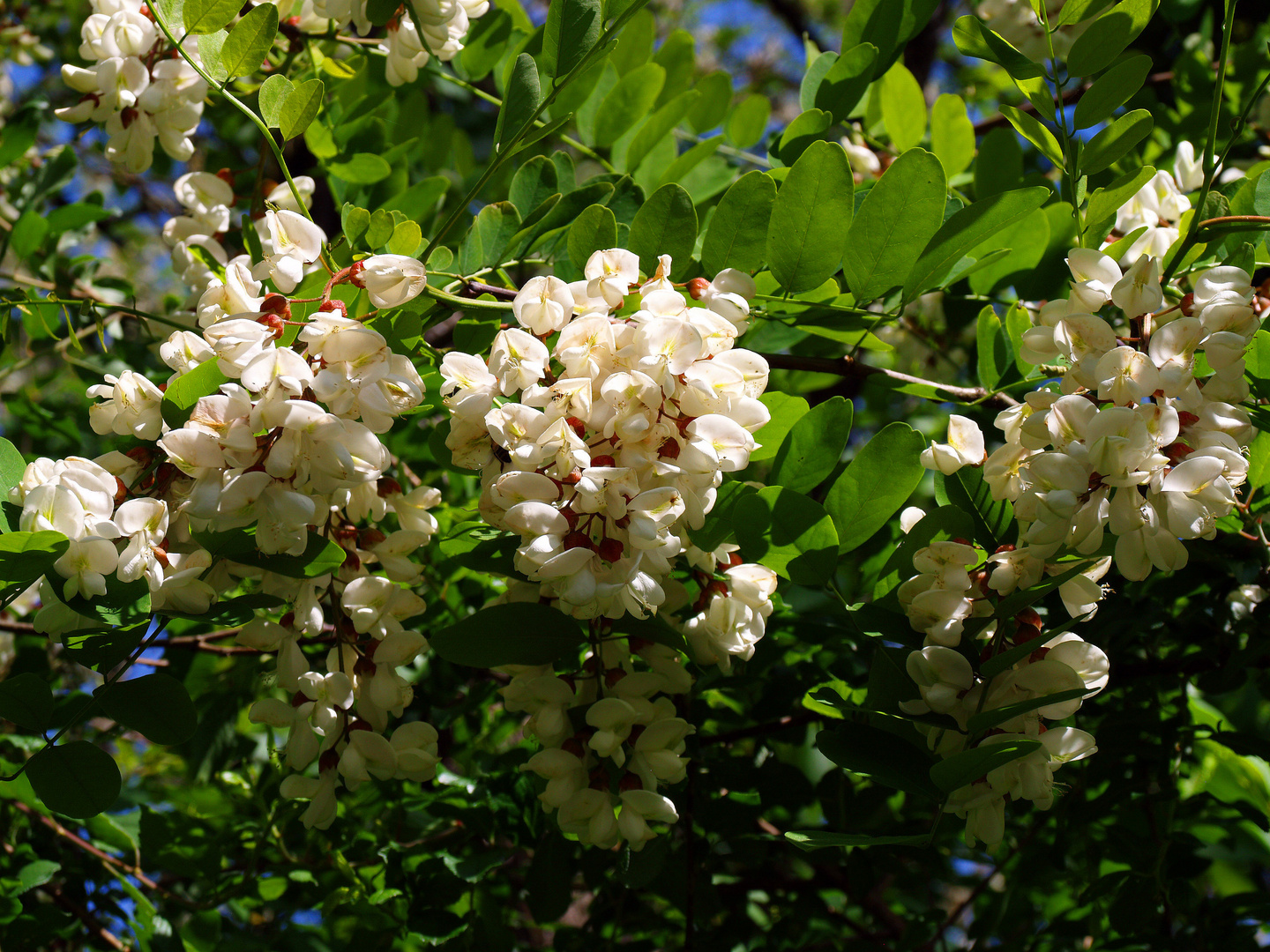 Fleurs d’acacia le long de la « voie verte » près de Condom (Gers)