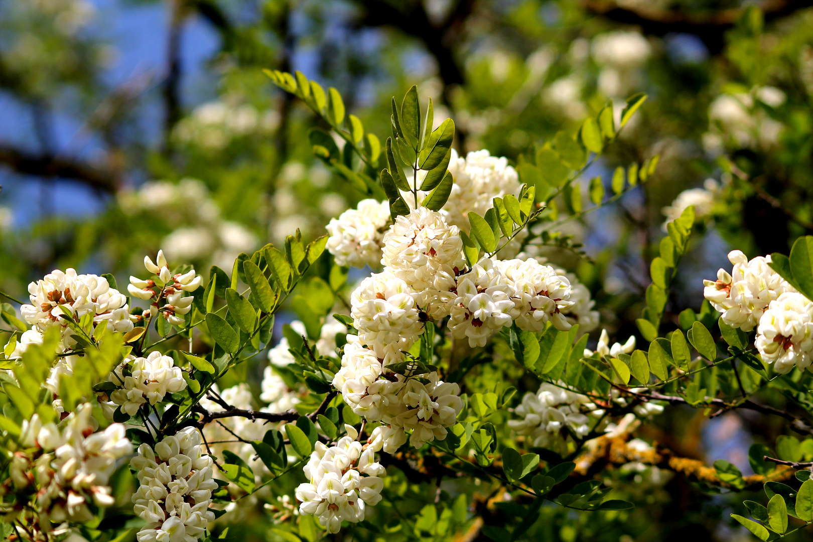 fleurs d'acacias