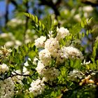 fleurs d'acacias