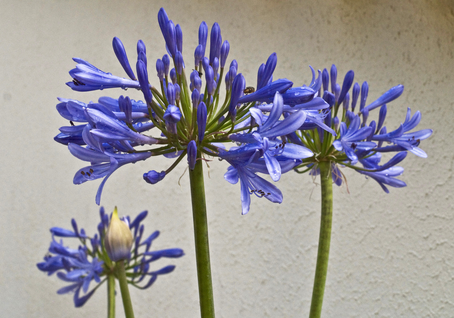 Fleurs d’agapanthe   --  Agapanthus-Blumen (Schmucklilien)