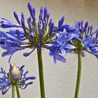 Fleurs d’agapanthe   --  Agapanthus-Blumen (Schmucklilien)