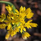 Fleurs d’aïl doré