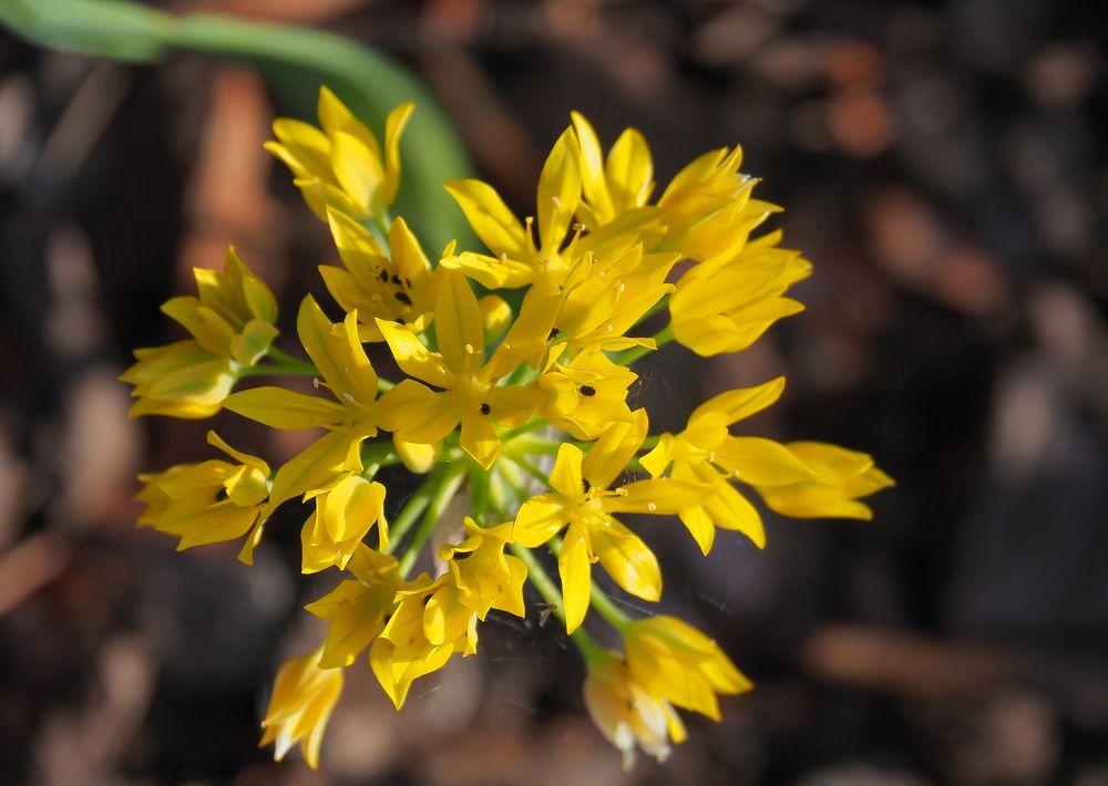 Fleurs d’aïl doré