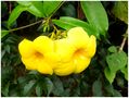 Fleurs d'Alamanda de Mahina 