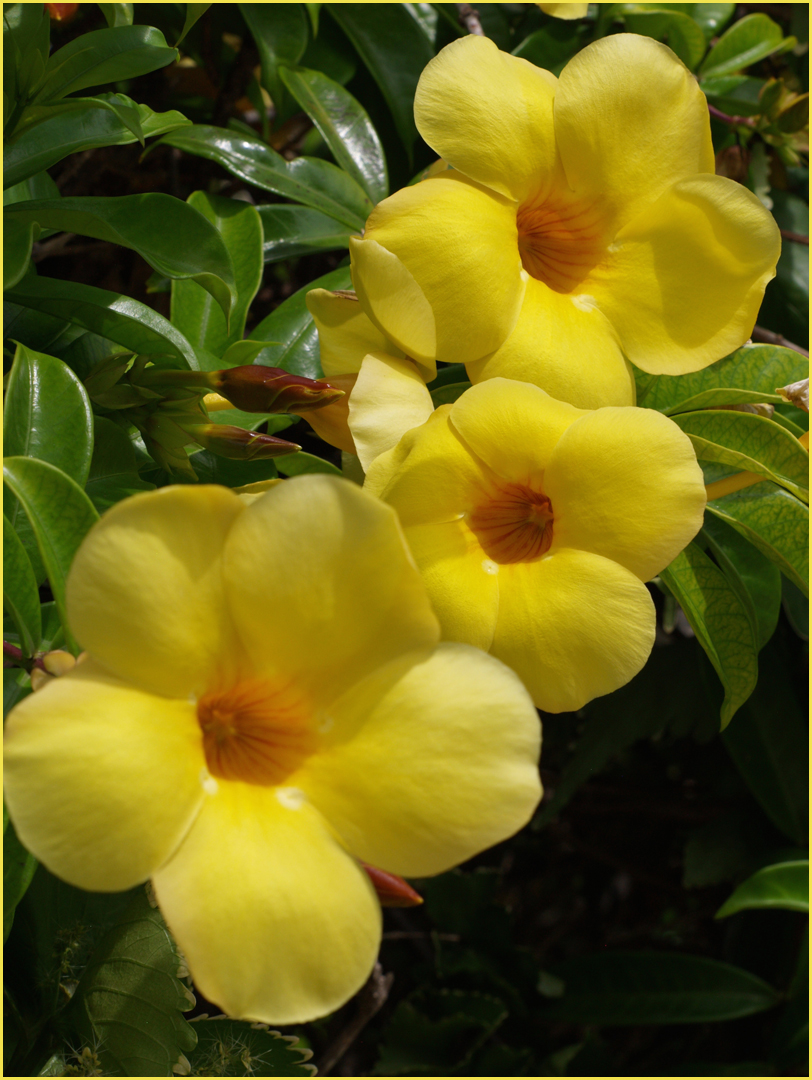 Fleurs d’allamanda cathartica