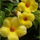 Fleurs d’allamanda cathartica