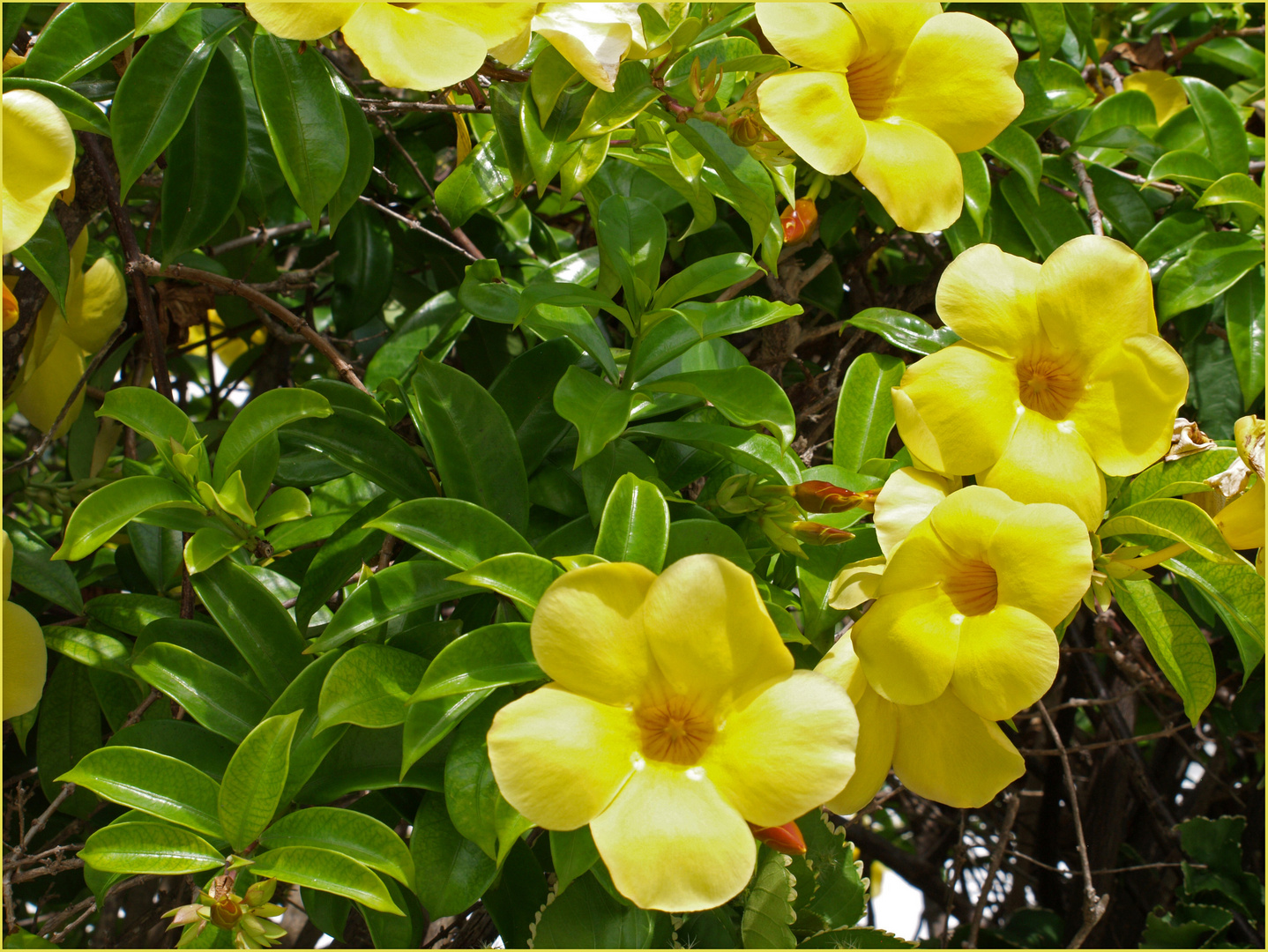 Fleurs d’allamanda cathartica