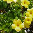 Fleurs d’allamanda cathartica