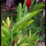 Fleurs d’alpinia rouge dans le jardin de l’Hôtel Evasion - Sarraméa (Nouvelle-Calédonie)