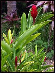 Fleurs d’alpinia rouge dans le jardin de l’Hôtel Evasion - Sarraméa (Nouvelle-Calédonie)