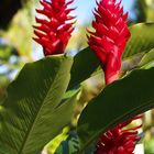 Fleurs d’alpinia rouges -- Alpinia purpurata Blumen