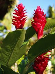 Fleurs d’alpinia rouges -- Alpinia purpurata Blumen