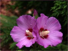 Fleurs d’altea jumelles -- Danke schön - Zwillings-Alteablumen