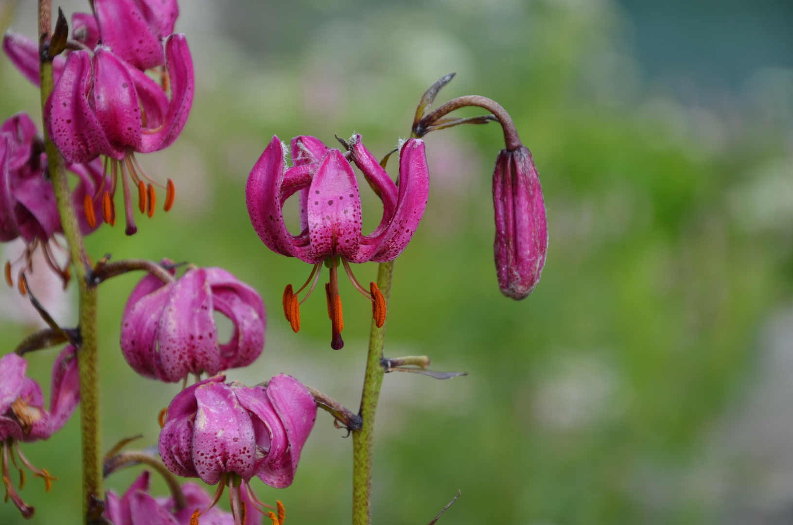 fleurs d'altitude