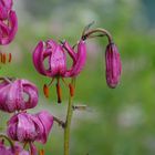 fleurs d'altitude