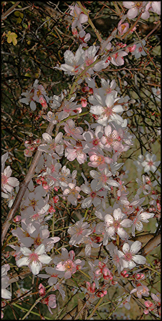 FLEURS D'AMANDES PHOTO ORIGINALE DEF