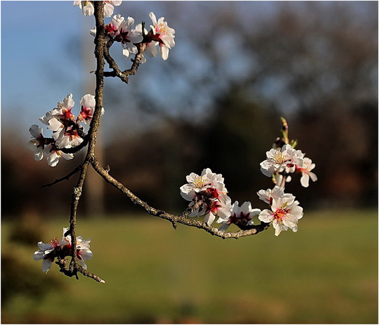 Fleurs d'amandier