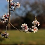 Fleurs d'amandier