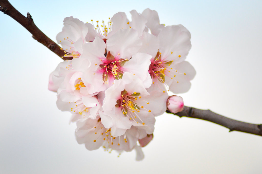 Fleurs d'amandier