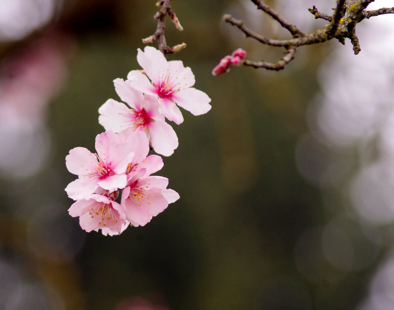 Fleurs d'amandier ....