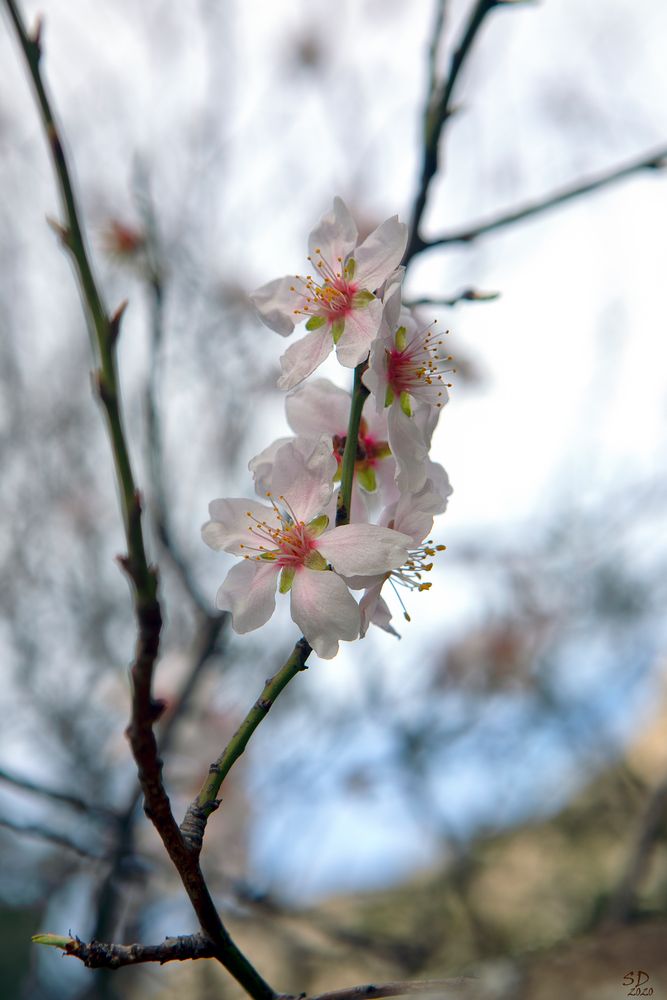 Fleurs d'amandier 