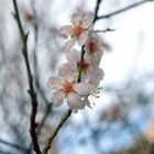 Fleurs d'amandier 