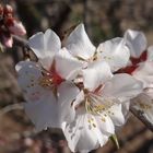 Fleurs d'amandier