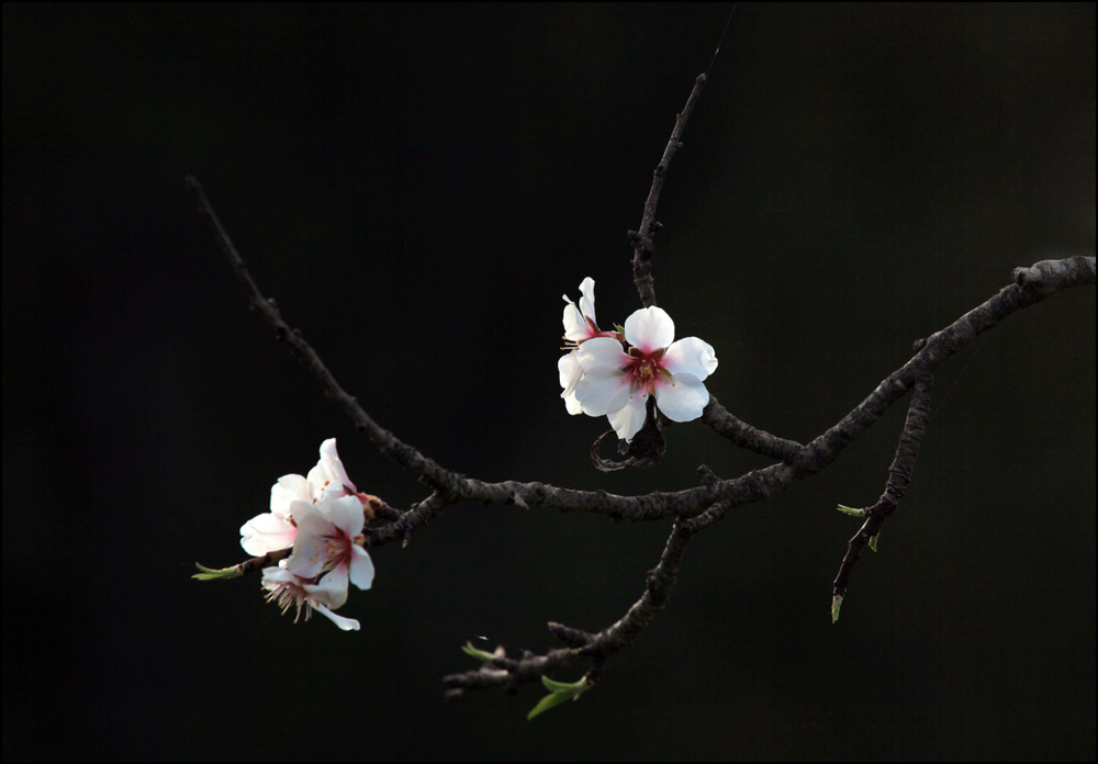 Fleurs d'amandiers