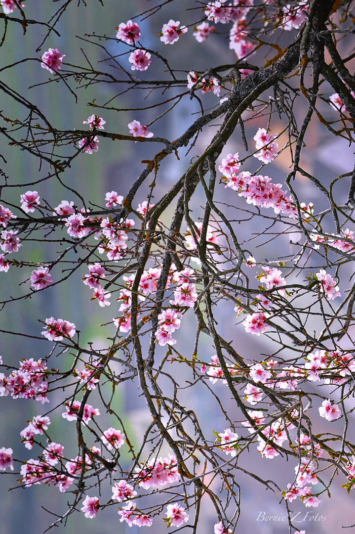 Fleurs d'amandiers