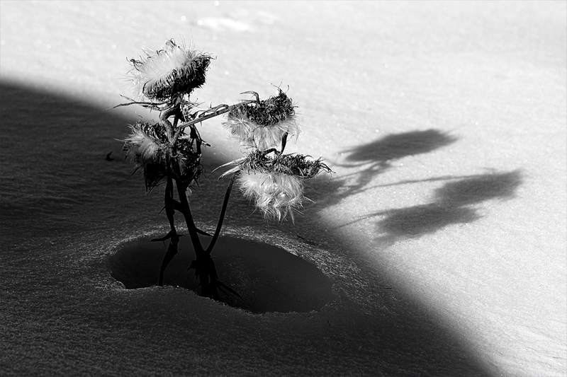 Fleurs dans la neige