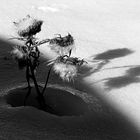 Fleurs dans la neige