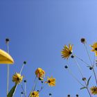 fleurs dans le ciel