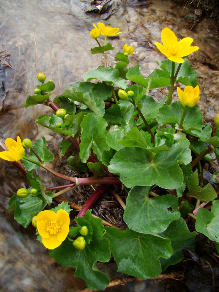 fleurs dans l'eau