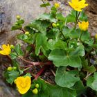 fleurs dans l'eau