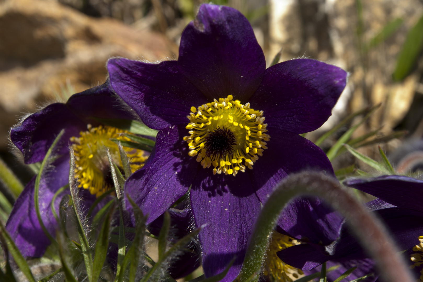 fleurs dans mon jardin